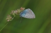 Polyommatus amanda
