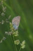 Polyommatus amanda