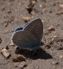 Polyommatus amanda