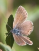 Polyommatus amanda