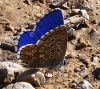 Polyommatus bellargus