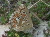 Polyommatus bellargus