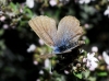 Polyommatus bellargus