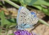 Polyommatus bellargus