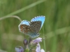 Polyommatus bellargus
