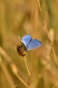 Polyommatus bellargus