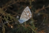Polyommatus bellargus