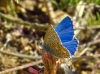 Polyommatus bellargus