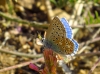 Polyommatus bellargus