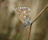 Polyommatus bellargus