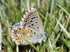 Polyommatus bellargus