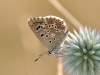 Polyommatus bellargus
