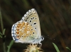 Polyommatus bellargus