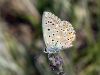 Polyommatus bellargus