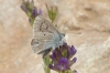 Polyommatus dorylas