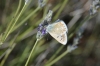 Polyommatus dorylas