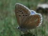 Polyommatus dorylas
