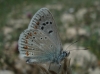 Polyommatus dorylas