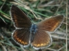 Polyommatus dorylas