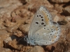 Polyommatus dorylas