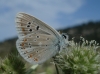 Polyommatus dorylas