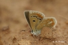 Polyommatus dorylas