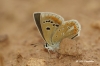 Polyommatus dorylas