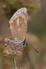Polyommatus dorylas