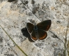Polyommatus dorylas