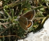 Polyommatus dorylas