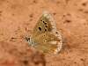 Polyommatus dorylas