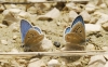 Polyommatus dorylas