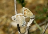 Polyommatus dorylas