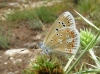 Polyommatus dorylas