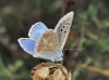 Polyommatus dorylas