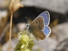 Polyommatus dorylas