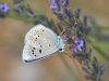 Polyommatus dorylas