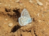 Polyommatus escheri Polyommatus escheri