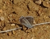 Polyommatus escheri Polyommatus escheri