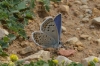 Polyommatus escheri Polyommatus escheri