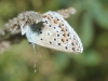 Polyommatus escheri Polyommatus escheri