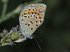 Polyommatus escheri Polyommatus escheri