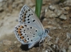 Polyommatus escheri Polyommatus escheri