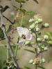 Polyommatus escheri Polyommatus escheri
