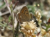 Polyommatus escheri Polyommatus escheri