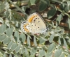 Polyommatus escheri Polyommatus escheri