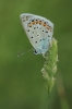 Polyommatus escheri Polyommatus escheri