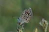 Polyommatus escheri Polyommatus escheri