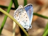 Polyommatus escheri Polyommatus escheri