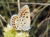 Polyommatus escheri Polyommatus escheri